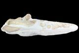 Fossil Plesiosaur Paddle - Goulmima, Morocco #86377-3